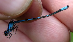 Enallagma recurvatum