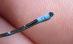 Enallagma recurvatum