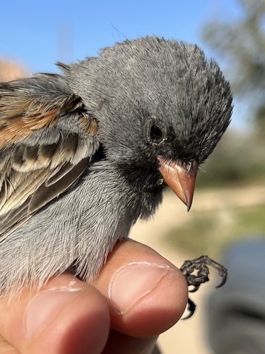iNaturalist observation photo of Black-chinned Sparrow