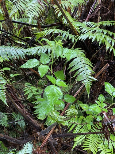 Rubus hawaiensis observed 2023-04-07