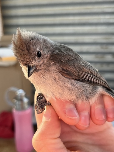 iNaturalist observation photo of Oak Titmouse