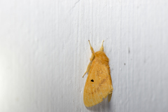 Euproctis nigricauda