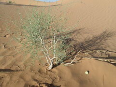 Calligonum polygonoides subsp. comosum image