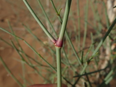 Calligonum polygonoides subsp. comosum image