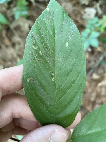 Stigmella rhamnicola photo 3