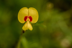 Smithia hirsuta