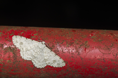 Lassaba parvalbidaria