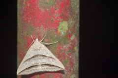 Blasticorhinus bifasciata