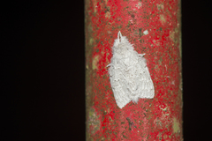 Cnethodonta grisescens