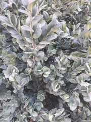 Buxus