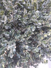 Buxus