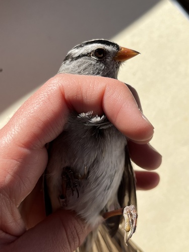 iNaturalist observation photo of Gambel's White-crowned Sparrow