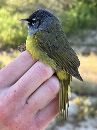 iNaturalist observation photo of MacGillivray's Warbler