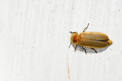 Diaphanes citrinus