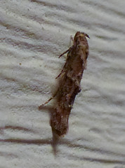 Mompha stellella