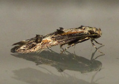 Blastodacna atra