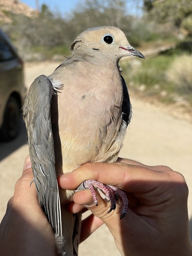 iNaturalist observation photo of Mourning Dove