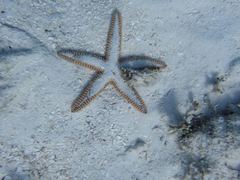 Astropecten articulatus - Wikipedia