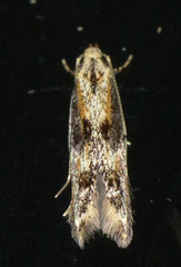 Blastodacna atra