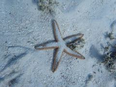 Astropecten articulatus