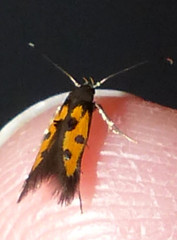 Chrysoclista linneella