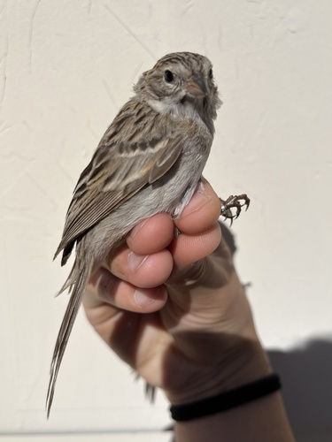 iNaturalist observation photo of Brewer's Sparrow