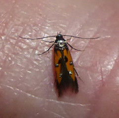 Chrysoclista linneella