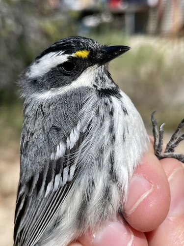 iNaturalist observation photo of Black-throated Gray Warbler