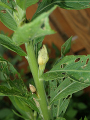 Mompha stellella