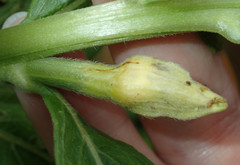 Mompha stellella