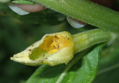 Mompha stellella
