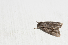 Acronicta denticulata