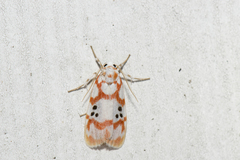 Cyana formosana
