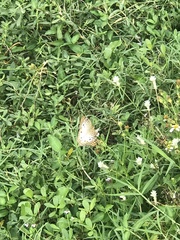 Anartia jatrophae