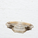 Leucoblepsis taiwanensis - Photo (c) Licheng Shih, alguns direitos reservados (CC BY), uploaded by Licheng Shih