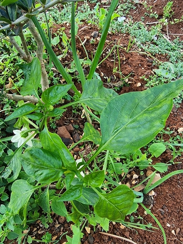 Capsicum annuum image