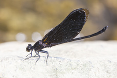 Euphaea masoni