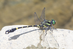Lamelligomphus camelus