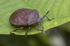 Coridius
