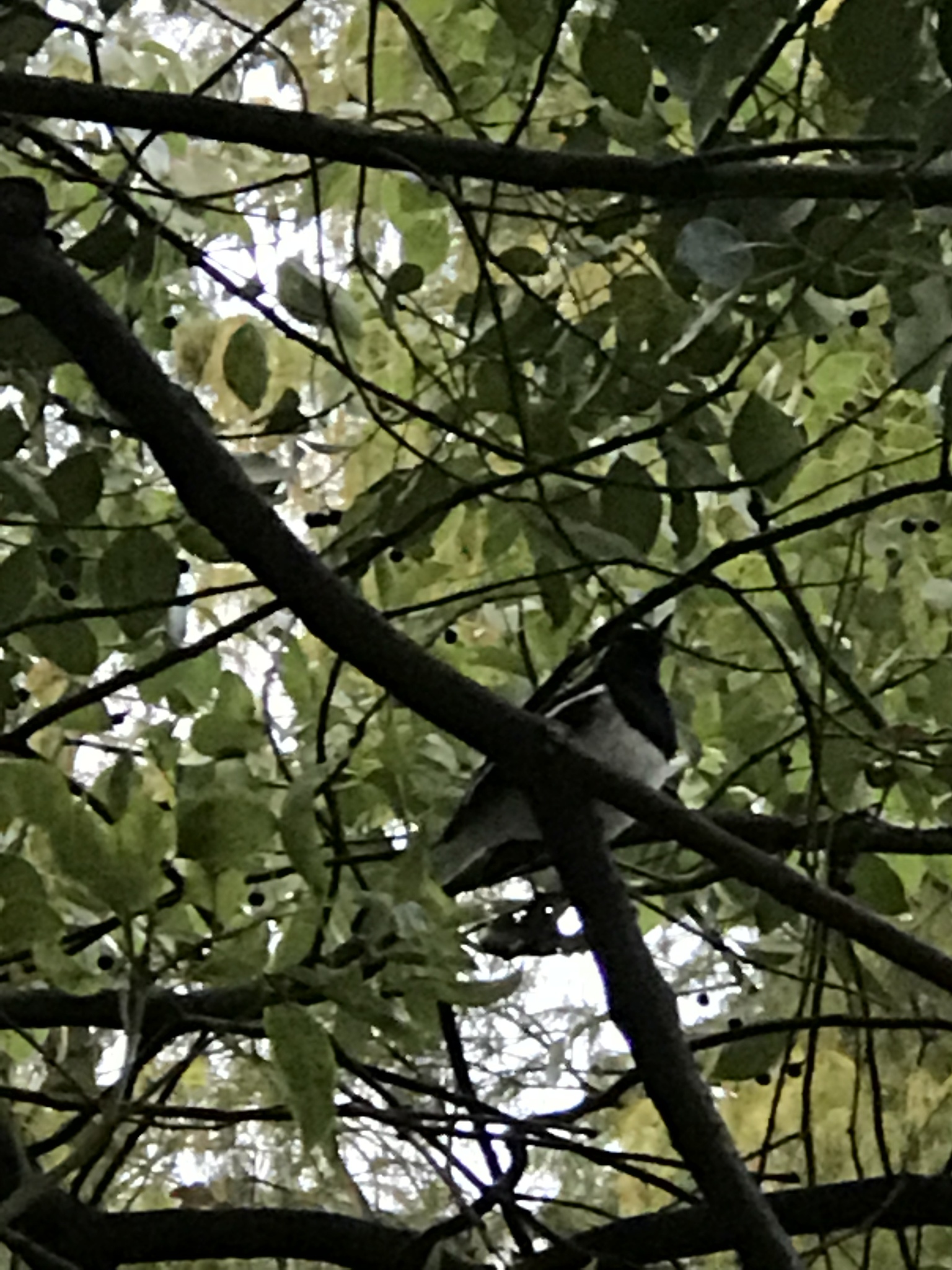 Oriental Magpie-Robin