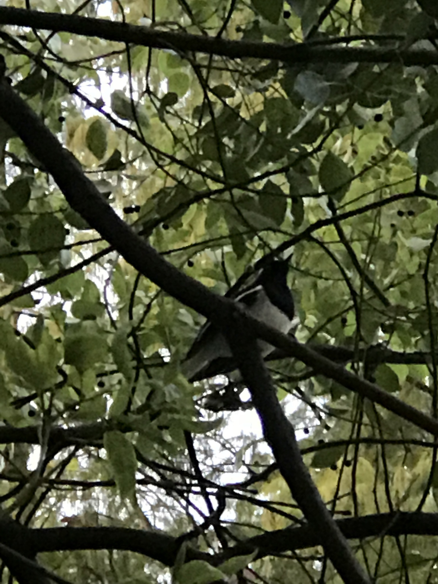 Oriental Magpie-Robin