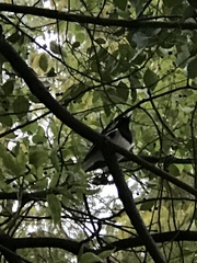 Copsychus saularis