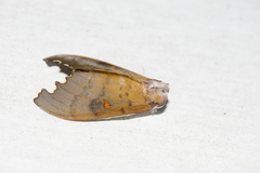 Euhampsonia formosana
