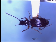 Oxypselaphus pusillus