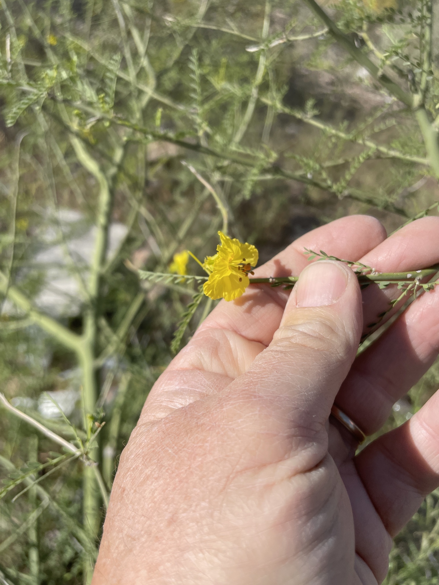 Jerusalem Thorn (Parkinsonia aculeata)