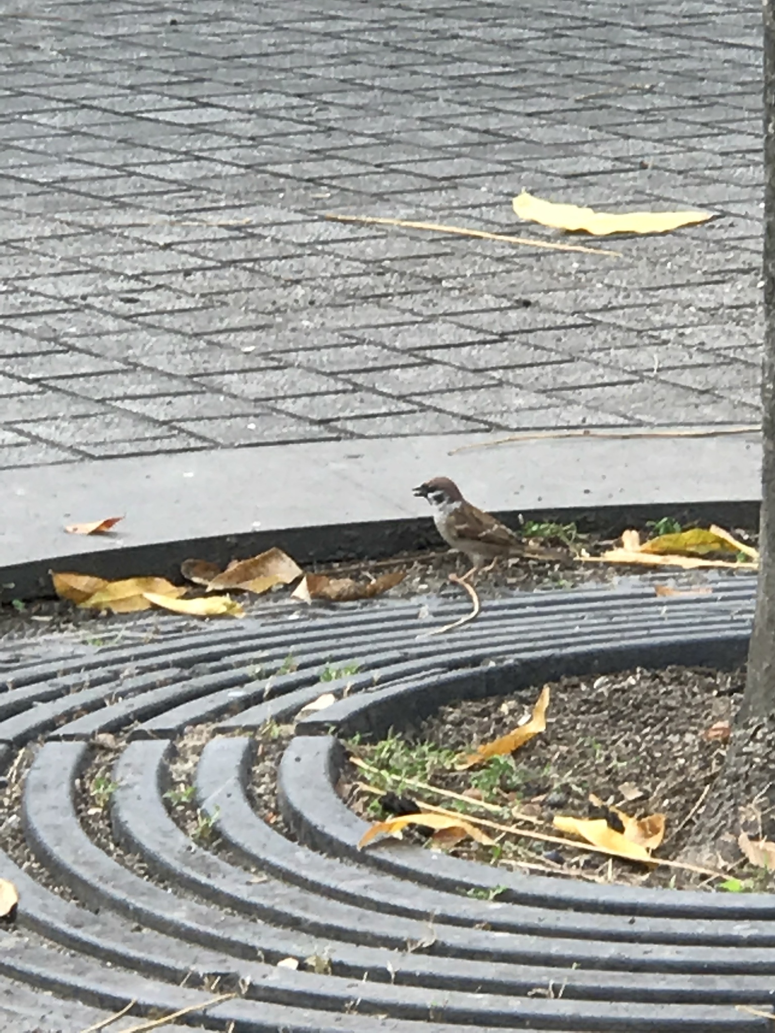 Eurasian Tree Sparrow