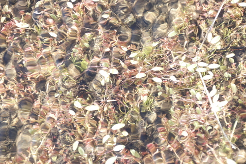 Crassula gemmifera