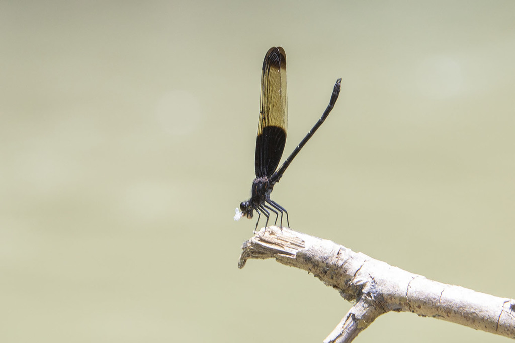 Dysphaea basitincta