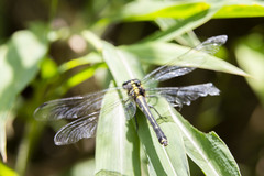 Leptogomphus