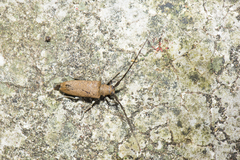 Peblephaeus decoloratus